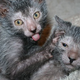 Image for article titled Humans create cat werewolves—and they're very cute and very spooky